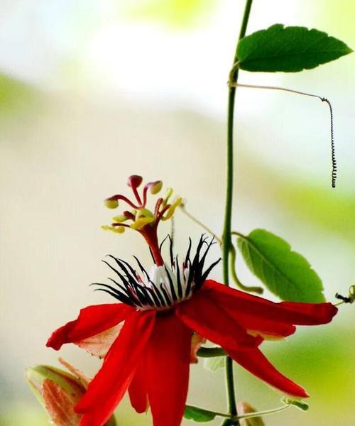 以西番莲的花语与传说——幸福与纯洁的化身（绽放在浩瀚宇宙间的美丽使者）