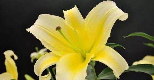 百合花语的意义与象征(解读百合的花语)