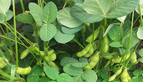 柠檬是雌雄同株植物吗？如何辨别柠檬的性别特征？