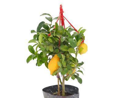 柠檬是雌雄同株植物吗？如何辨别柠檬的性别特征？