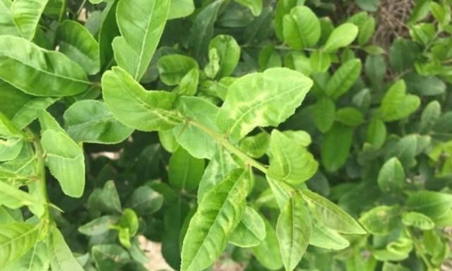 柠檬是雌雄同株植物吗？如何辨别柠檬的性别特征？