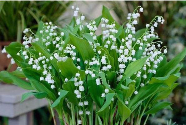 适合家里养的花卉有哪些？如何选择适合家庭环境的植物？