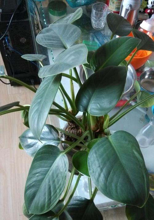 适合家里养的花卉有哪些？如何选择适合家庭环境的植物？