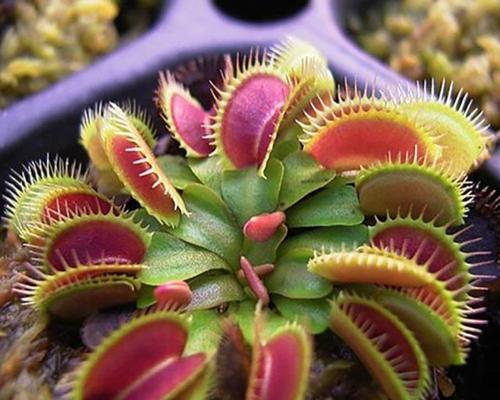 捕蝇草如何配土？种植土壤的选择有什么讲究？
