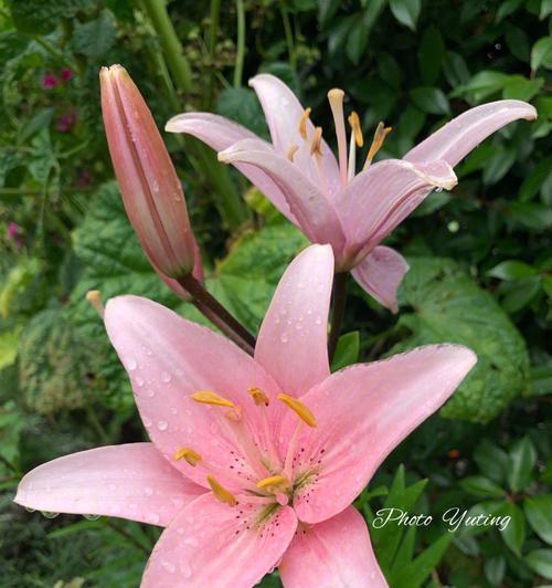 百合大全的花语是什么（探索百合花的深层意义与象征）