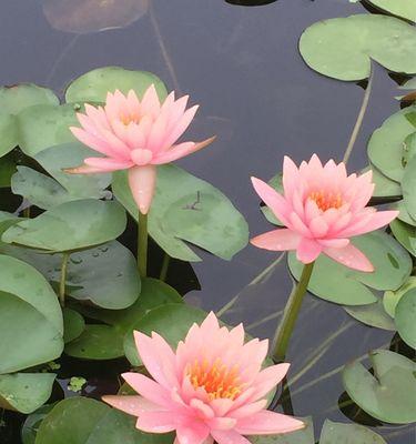 白色睡莲（寓意深远的白色睡莲）