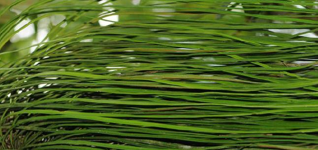 海带属于蕨类植物吗？海带的分类和特性是什么？