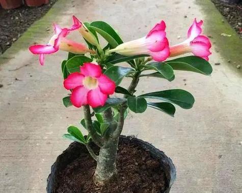 沙漠玫瑰一年开几次花？开花时间是几月份？