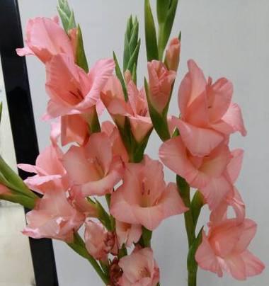 金边剑兰适合放在哪里？室内装饰最佳位置是什么？