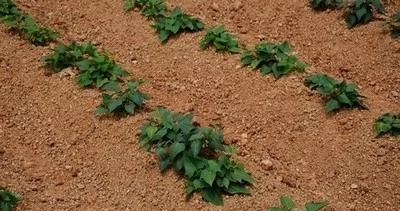 红薯几月份种合适？最佳种植时间是什么时候？