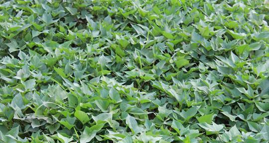 红薯几月份种合适？最佳种植时间是什么时候？