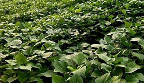 红薯几月份种合适？最佳种植时间是什么时候？