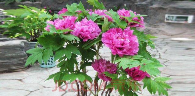 牡丹多久浇一次水?如何正确浇水以促进生长?