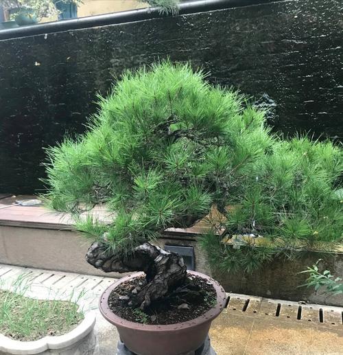 青松象征着哪些品质？青松代表的人格特质有哪些？