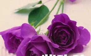 玫瑰花语之悉心呵护（不同颜色玫瑰的花语解读）