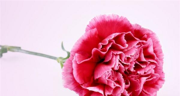 康乃馨朵数的意义与象征（用康乃馨解读不同朵数所代表的含义）