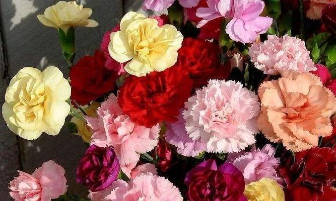 康乃馨花的象征意义（探索康乃馨花的深层寓意）