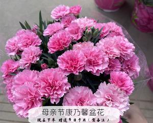 康乃馨花的象征意义（探索康乃馨花的深层寓意）