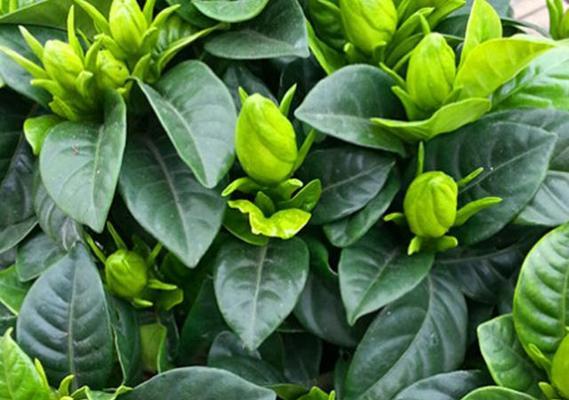 以栀子花养不活的寓意（揭示人生的无奈与坚持）