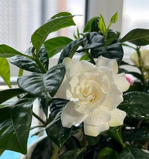 以栀子花养不活的寓意（揭示人生的无奈与坚持）