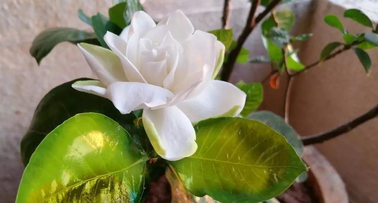 以栀子花养不活的寓意（揭示人生的无奈与坚持）