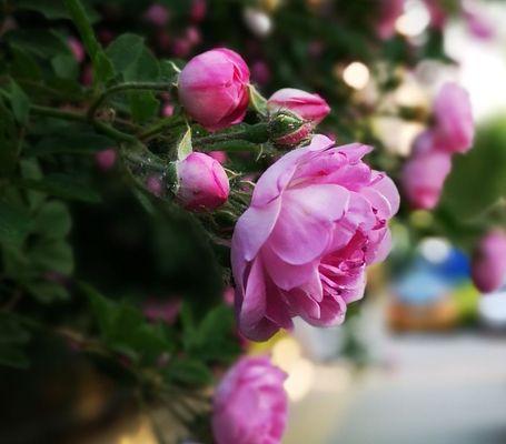 红蔷薇花语（绽放的美丽）