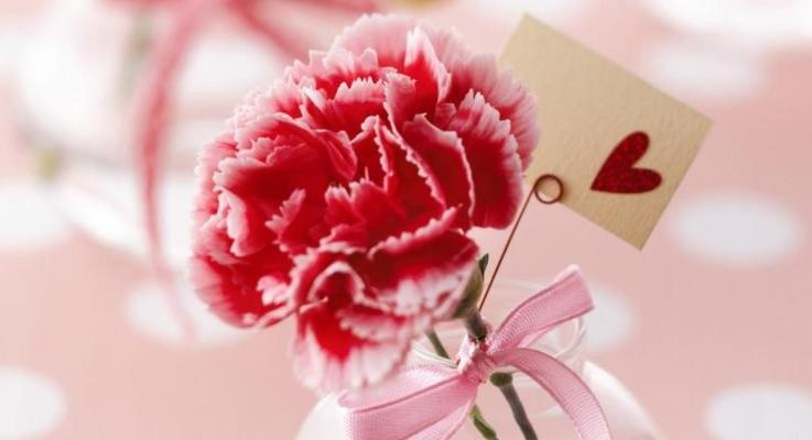 康乃馨花语(康乃馨花语的意义及传承)