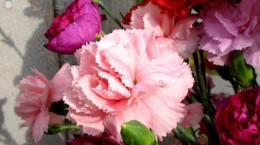 康乃馨花语（康乃馨花语的意义及传承）