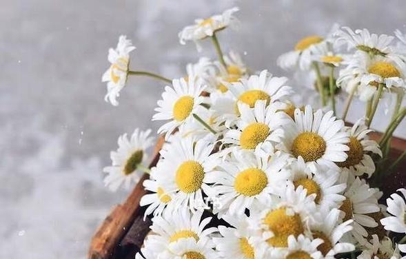 雏菊花语的寓意与象征（深入解读雏菊花语的意义与传达）