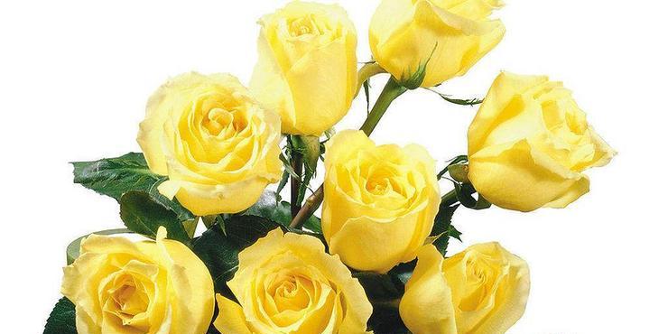 玫瑰花语解读（探寻玫瑰花背后的深意——花语之谜揭秘）