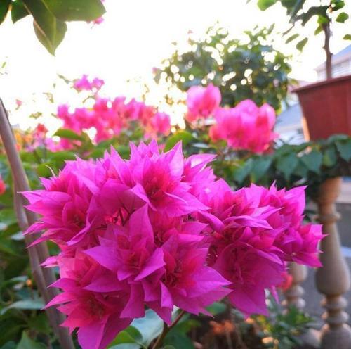 三角梅开花后怎么处理？如何进行修剪和养护？