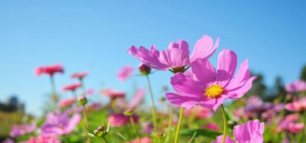 格桑花能吃吗？食用格桑花的功效作用及禁忌是什么？