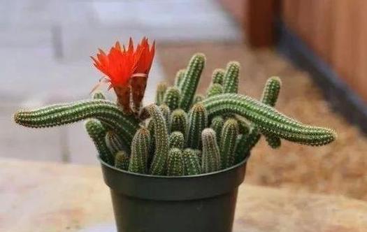 仙人掌需要晒太阳吗?如何正确养护仙人掌?