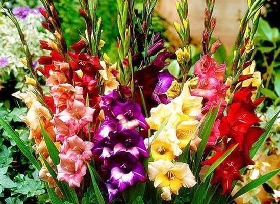 四大切花唐菖蒲的花语——美丽的象征(品味唐菖蒲)