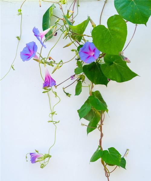 牵牛花之美（探索牵牛花的花语和传说）