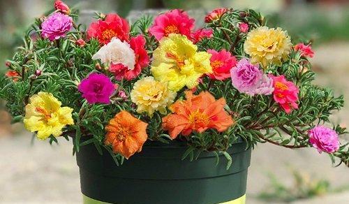 太阳花怎么种？最佳种植时间和养殖技巧是什么？