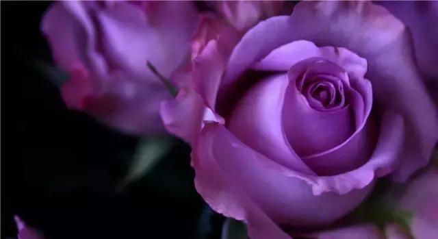 紫色玫瑰的寓意与花语（探索紫色玫瑰所代表的情感和传达的意义）