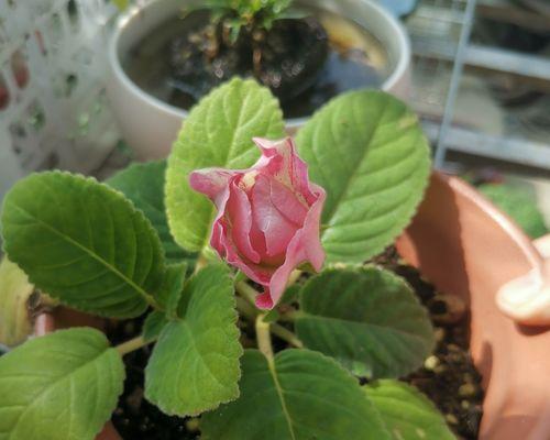 大岩桐开完花后如何处理？养护技巧有哪些？