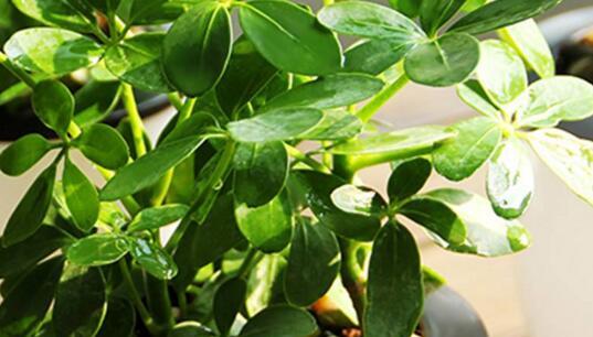 鸭掌木夏季如何正确浇水?多久浇一次合适?