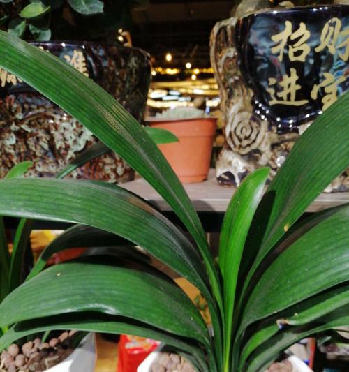 君子兰的花语——自尊与坚韧(坚守尊严的君子兰)