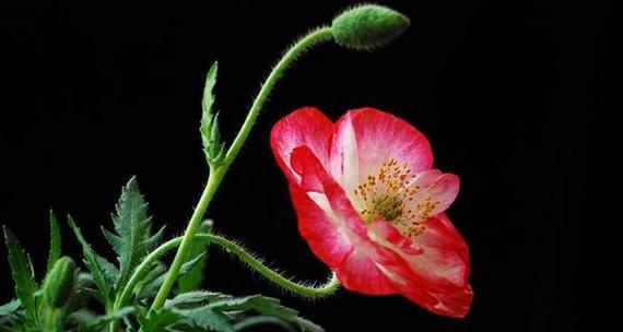 虞美人的花语与美丽的诗意（虞美人花的含义及文化传承）