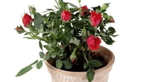 家里养玫瑰花风水好吗？养花对家居风水有何影响？