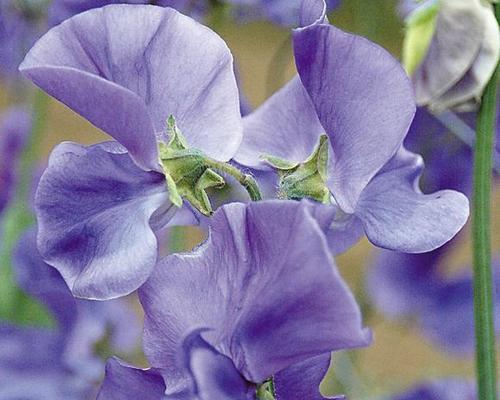 深蓝兰花的美丽花语(探索兰花的花语与象征)