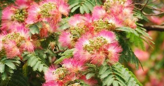 合欢花的花期是什么时候？花期可以持续多久？