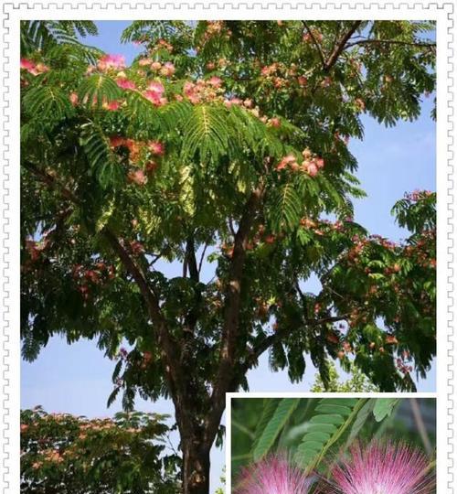 合欢花的花期是什么时候?花期可以持续多久?