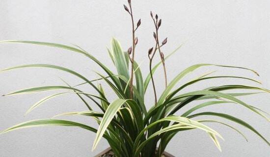 以兰花代表人的纯洁和优雅(通过兰花品质看人的高尚与美丽)