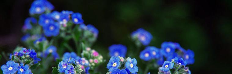 忘我花——永恒的爱之象征（勿忘我花语与代表意义解读）