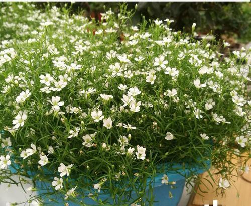 满天星种子的最佳种植时间是什么时候？种植后需要注意什么？