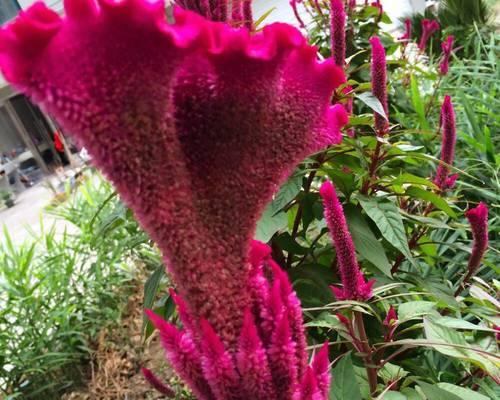 鸡冠花种子多久能发芽？发芽过程中的注意事项是什么？