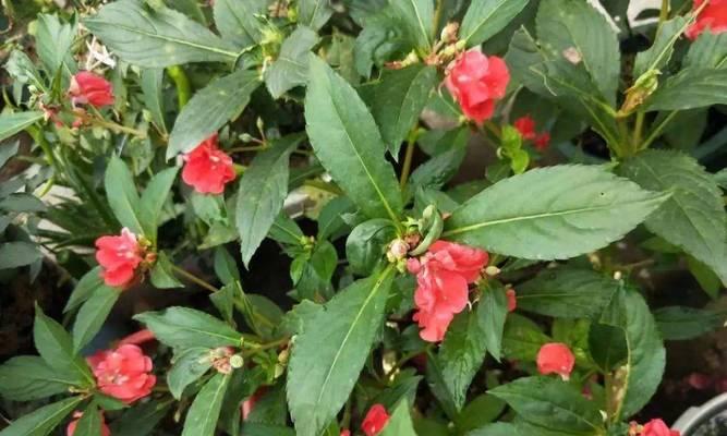 鸡冠花种子多久能发芽？发芽过程中的注意事项是什么？